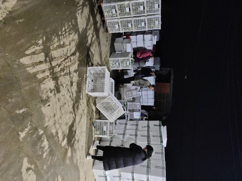 一级精品西兰花批发市场商超**诚信为本产地直发