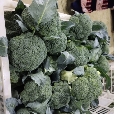 一级精品西兰花批发市场商超**诚信为本产地直发
