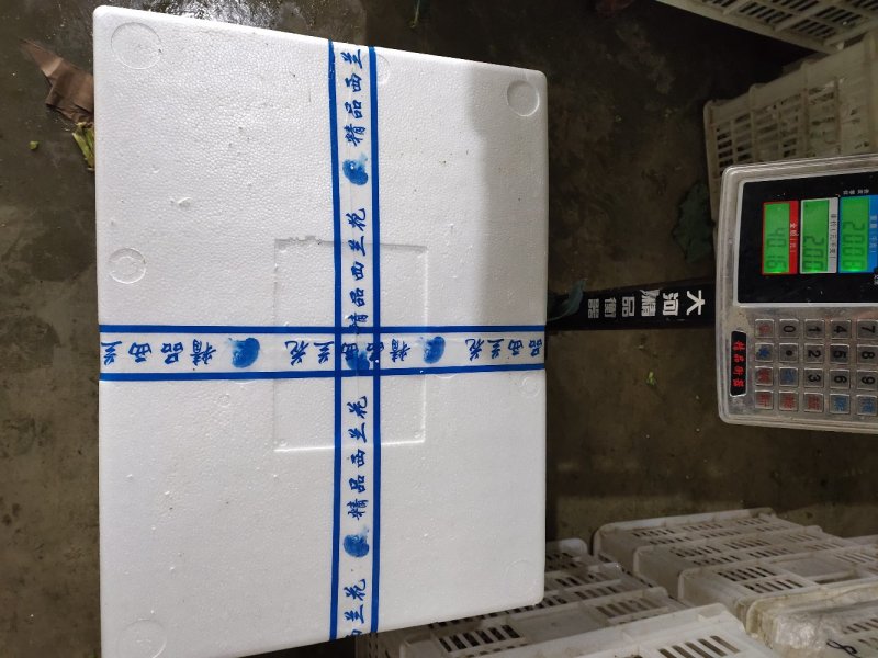 一级精品西兰花耐寒优秀西兰花小米粒产地湖北潜江批发市场商超