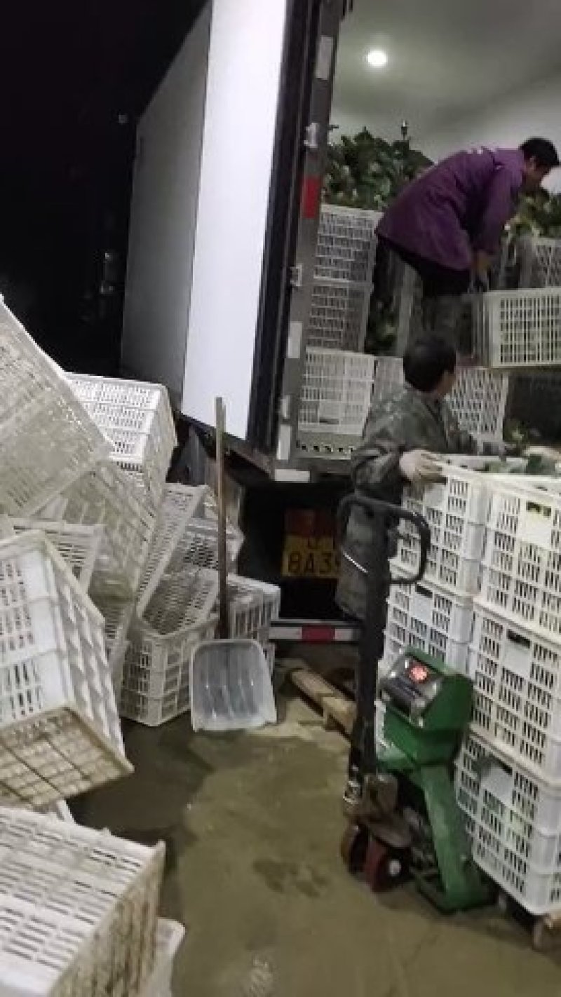 一级精品西兰花耐寒优秀西兰花小米粒产地湖北潜江批发市场商超