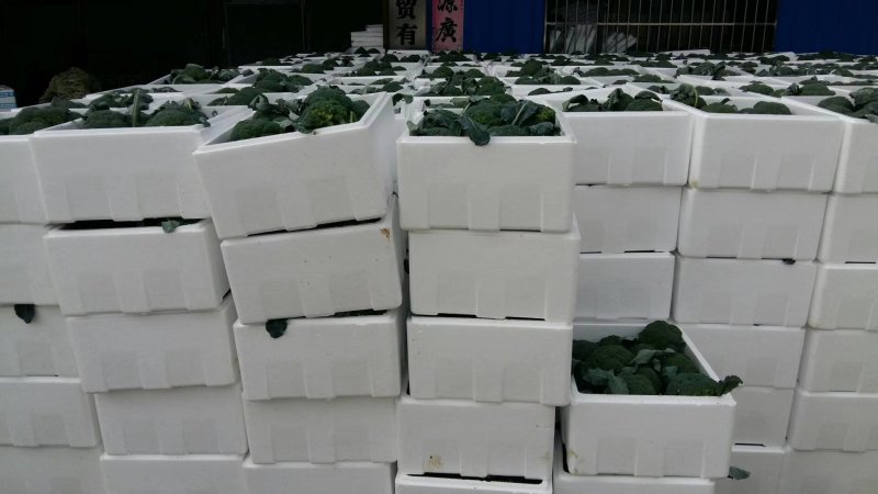 一级精品西兰花耐寒优秀西兰花小米粒产地湖北潜江批发市场商超