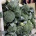 一级精品西兰花耐寒优秀西兰花小米粒产地湖北潜江批发市场商超