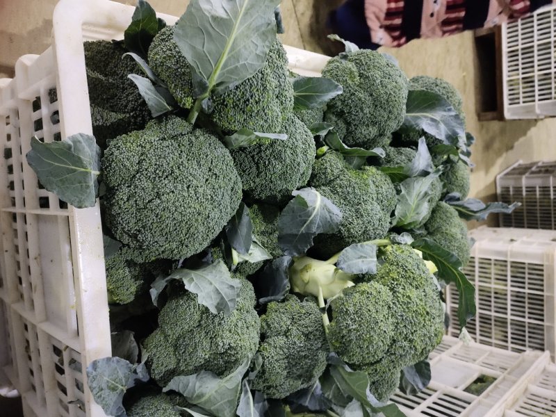 一级精品西兰花耐寒优秀西兰花小米粒产地湖北潜江批发市场商超