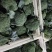 一级精品西兰花耐寒优秀西兰花小米粒产地湖北潜江批发市场商超