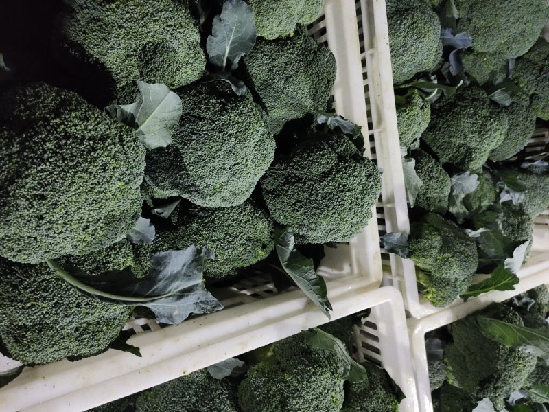 一级精品西兰花耐寒优秀西兰花小米粒产地湖北潜江批发市场商超