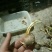 藏红花种球发芽率好好成活欢迎选购