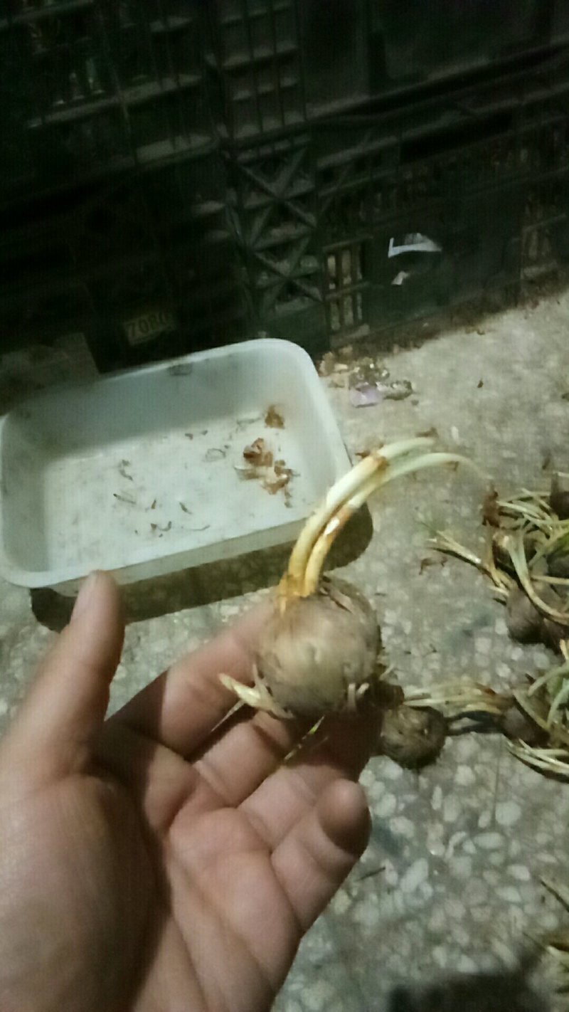 藏红花种球发芽率好好成活欢迎选购