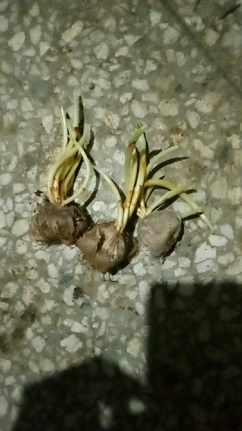 藏红花种球发芽率好好成活欢迎选购