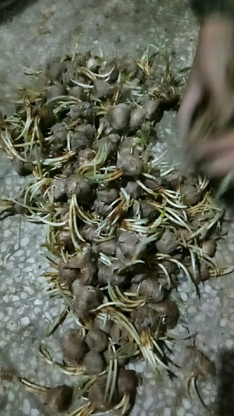 藏红花种球发芽率好好成活欢迎选购
