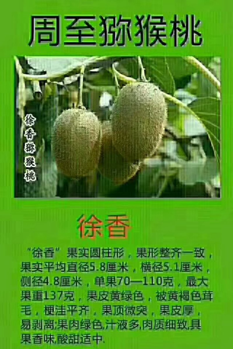 绿心猕猴桃