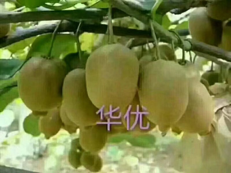 绿心猕猴桃
