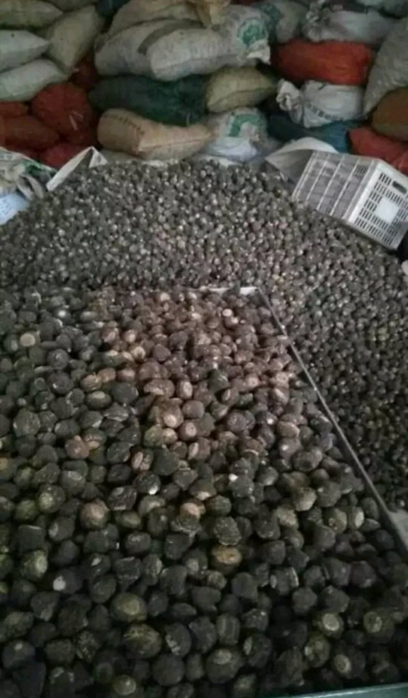 【包邮】云南特产丽江黑玛卡干果玛咖片大果产地批发