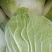 白菜河南白菜大量上市产地直发毛毛钱直供蔬菜批发市