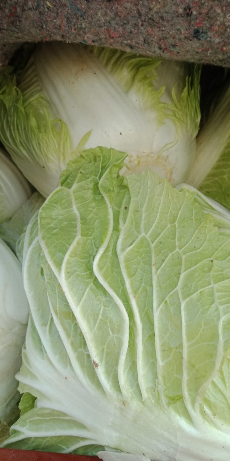白菜河南白菜大量上市产地直发毛毛钱直供蔬菜批发市