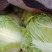 白菜河南白菜大量上市产地直发毛毛钱直供蔬菜批发市