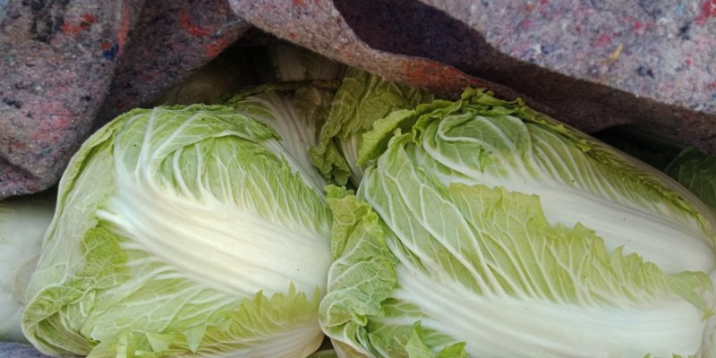 白菜河南白菜大量上市产地直发毛毛钱直供蔬菜批发市