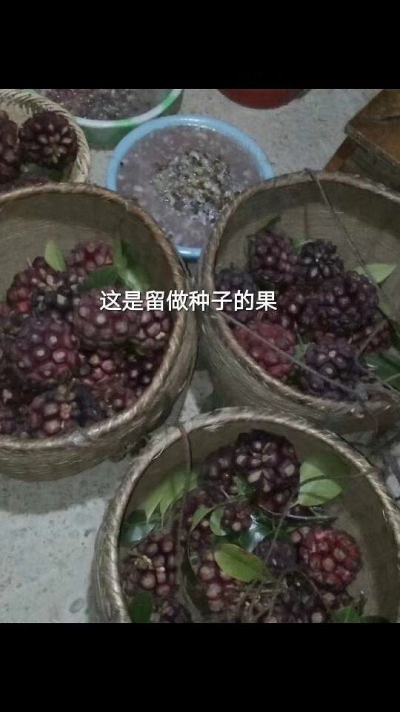 三年布福娜优质品种苗壮苗根多，早熟早挂果
