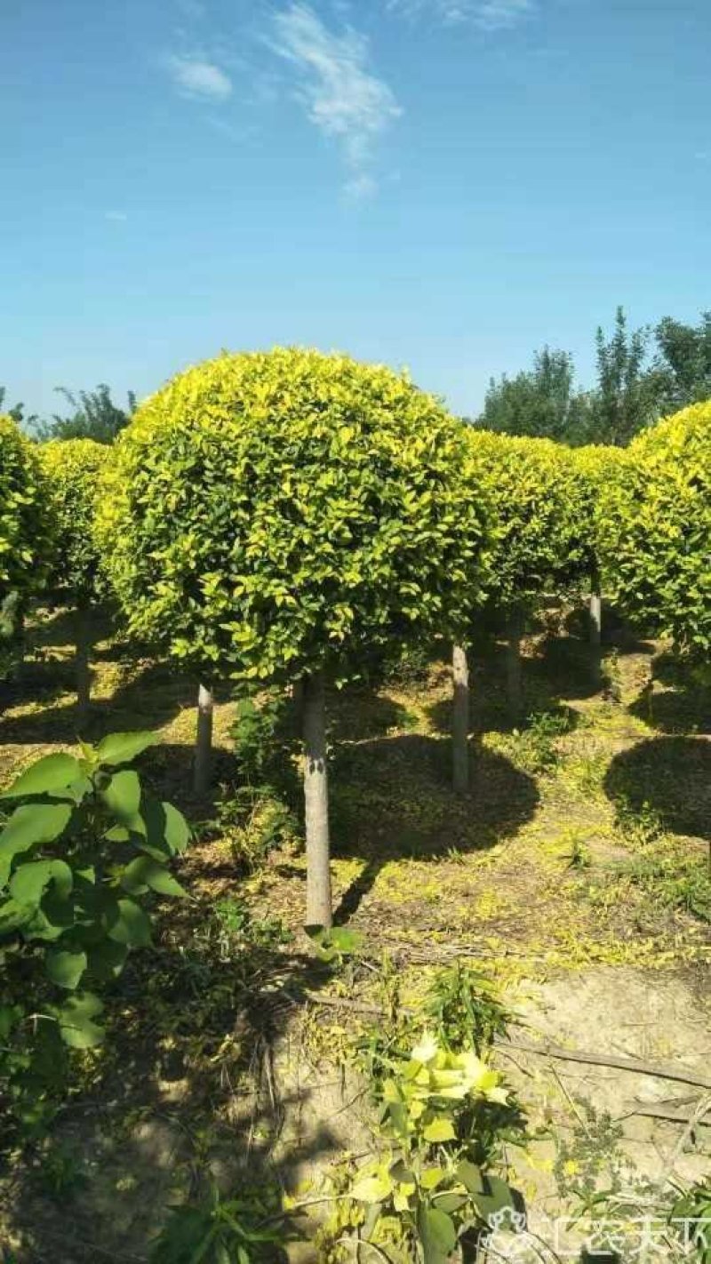 矮杆金叶榆球，精品优质矮杆金叶榆球