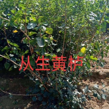 从生黄栌,大棵从生黄栌