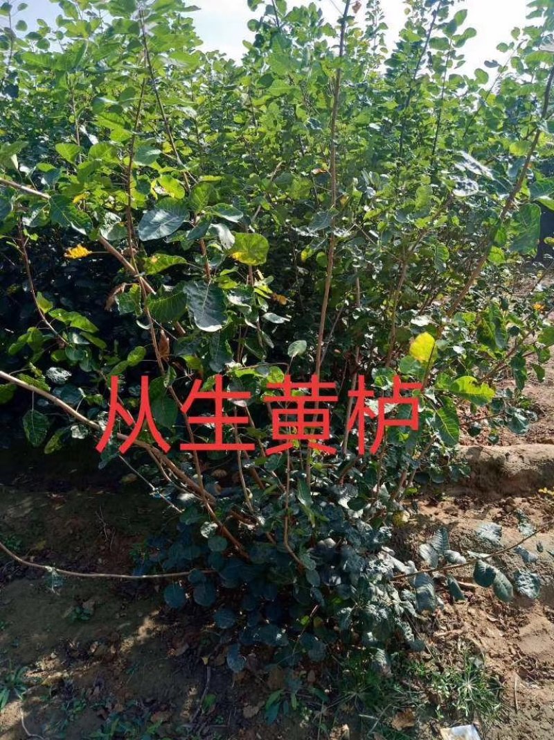 从生黄栌，大棵从生黄栌