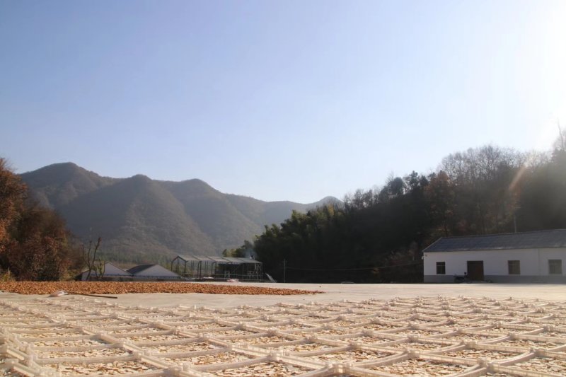 【推荐】九华山黄精干九华制统货规模大品质好