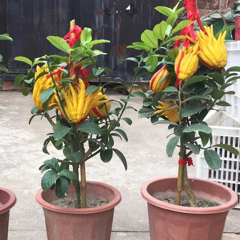 【金佛手树苗】可当年结果，盆栽地栽都可以，送种植技术