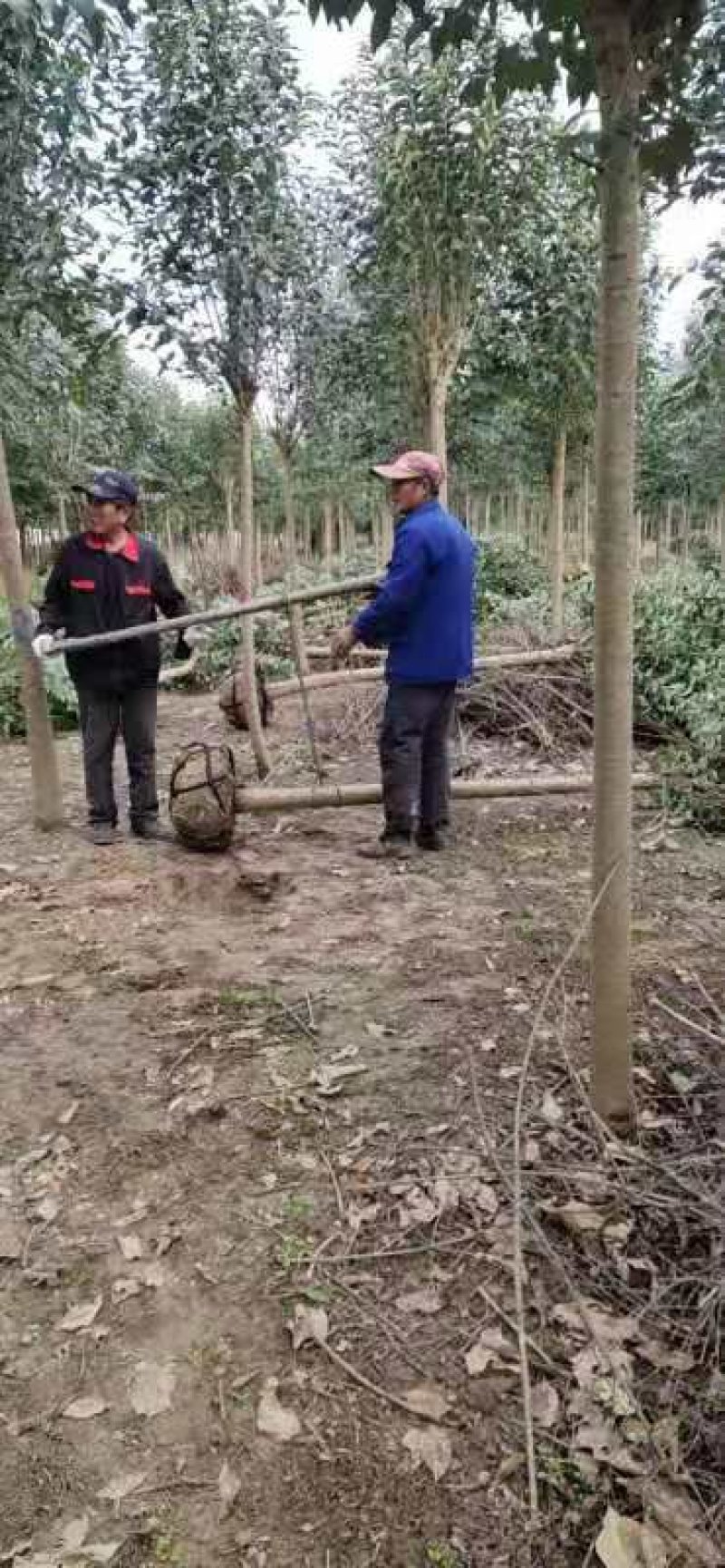 大叶女贞，高杆女贞，四季长青，小区道路绿化。