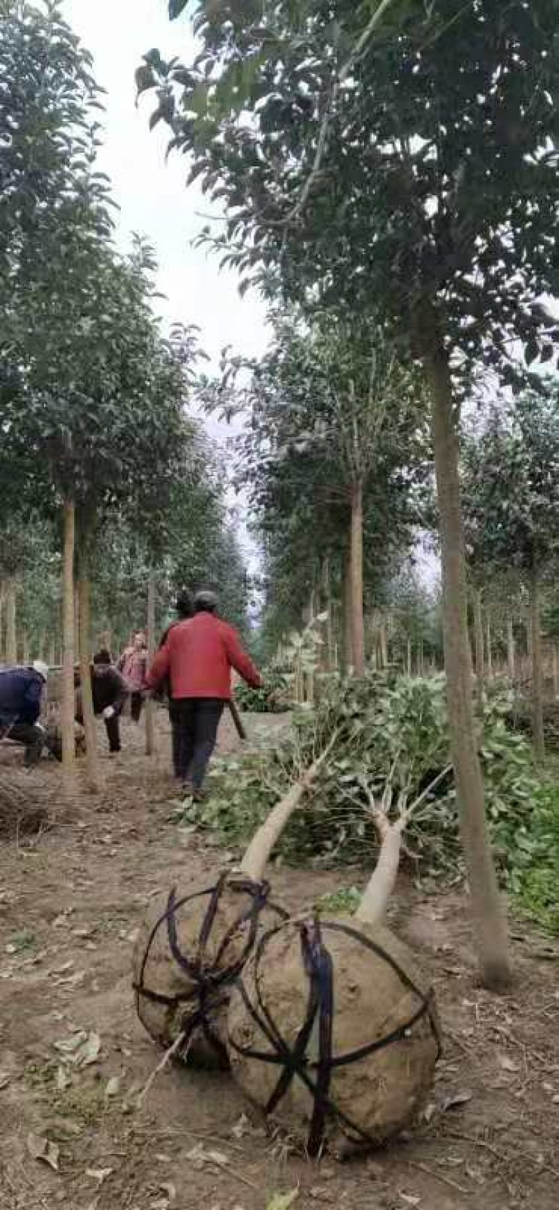 大叶女贞，高杆女贞，四季长青，小区道路绿化。