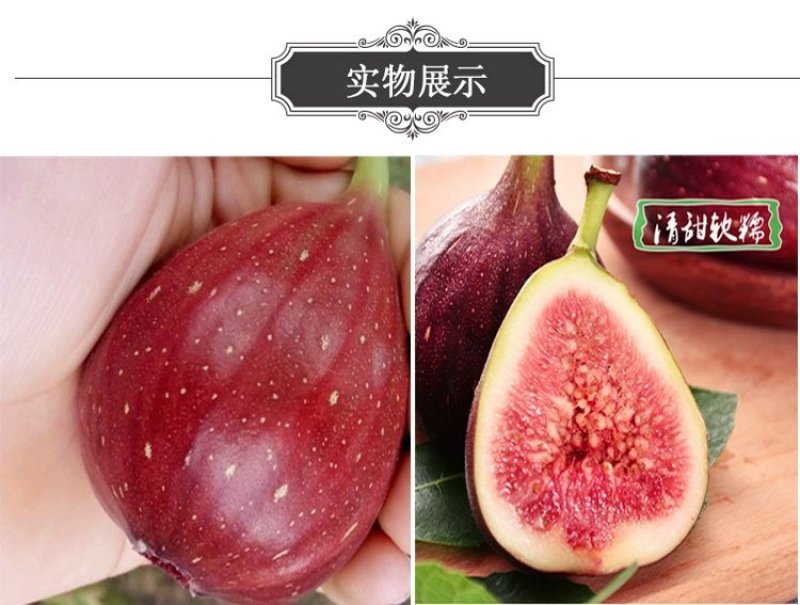 无花果苗波姬红成活率高当年结果诚信第一