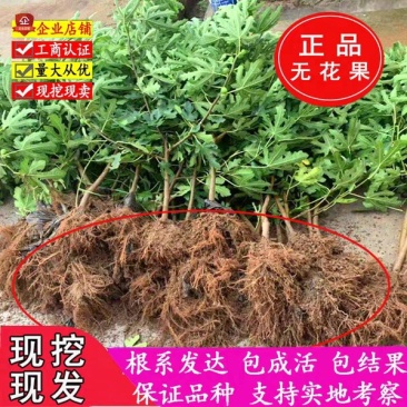 无花果苗波姬红成活率高当年结果诚信第一