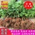 无花果苗波姬红成活率高当年结果诚信第一