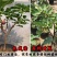 无花果苗波姬红成活率高当年结果诚信第一