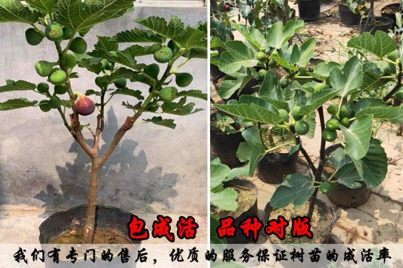 无花果苗波姬红成活率高当年结果诚信第一