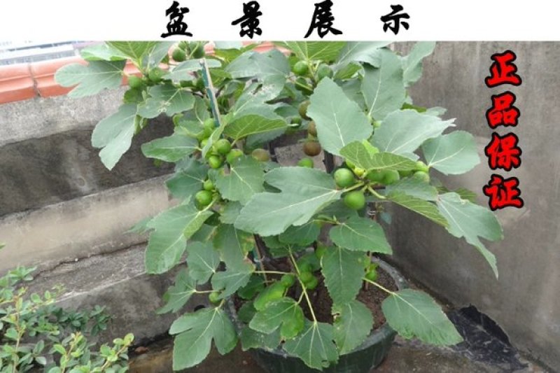 无花果苗波姬红成活率高当年结果诚信第一