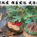 无花果苗波姬红成活率高当年结果诚信第一