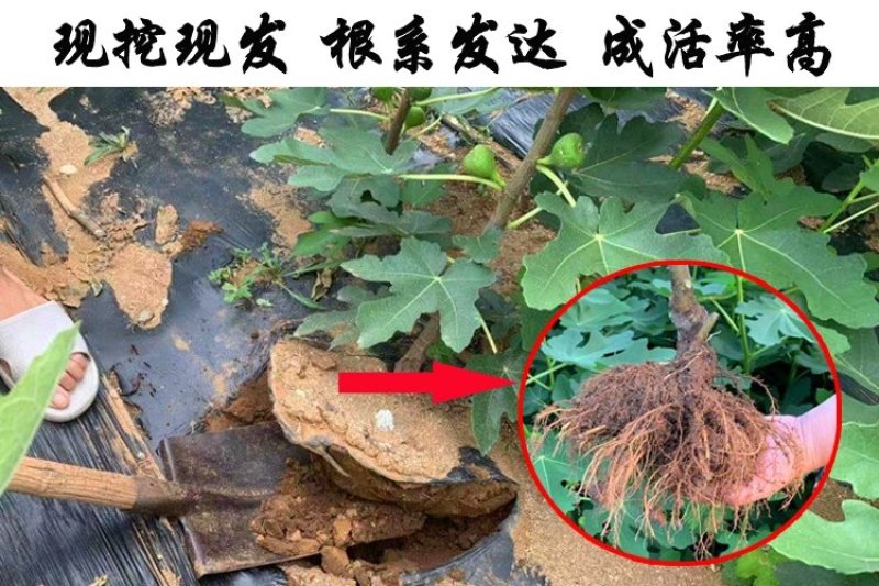 无花果苗波姬红成活率高当年结果诚信第一