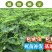 无花果苗波姬红成活率高当年结果诚信第一
