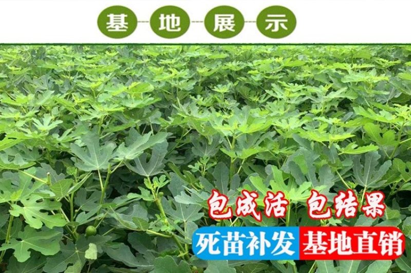 无花果苗波姬红成活率高当年结果诚信第一
