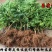 无花果苗波姬红成活率高当年结果诚信第一