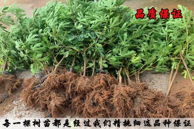 无花果苗波姬红成活率高当年结果诚信第一