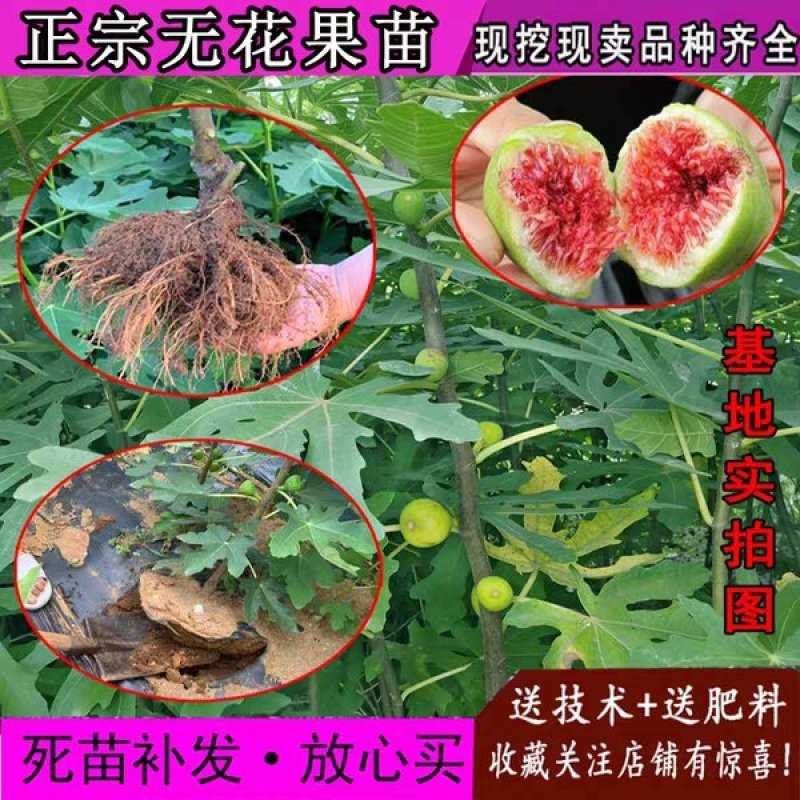 无花果苗波姬红成活率高当年结果诚信第一