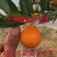 脆蜜金桔苗.果皮特脆甜.无油涩味.量大可开正式发票