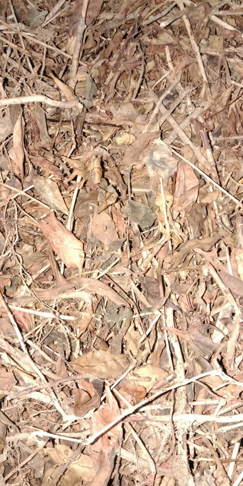 十二两银广西防城港市一手本地货，需要预定