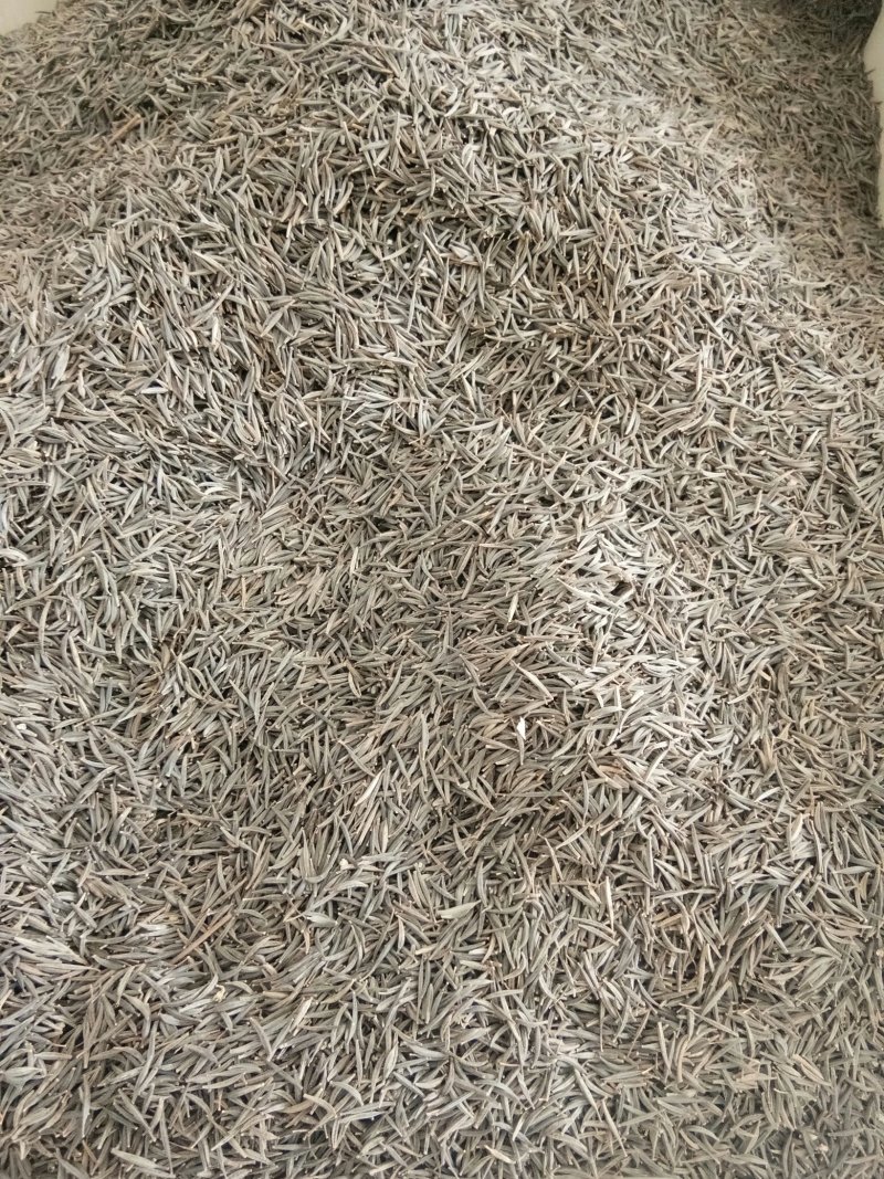 波斯菊种子格桑花种子花卉种子四季播种10斤/亩