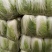 城固大白菜大量上市中2一3斤现货品种多样