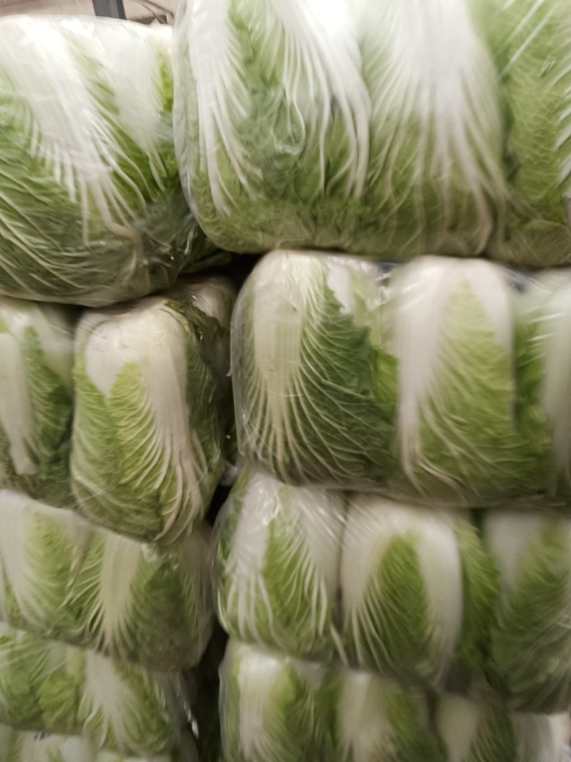 城固大白菜大量上市中2一3斤现货品种多样