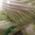 城固大白菜大量上市中2一3斤现货品种多样
