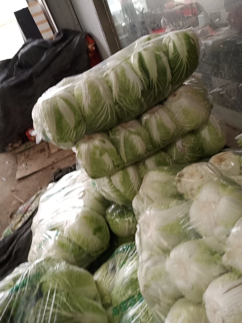 城固大白菜大量上市中2一3斤现货品种多样