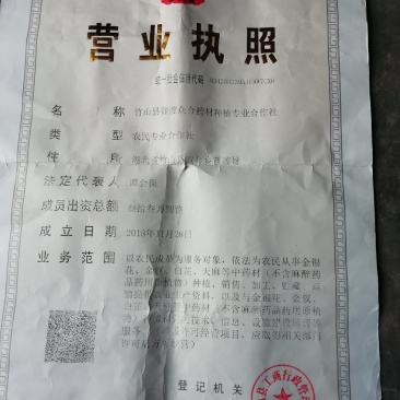 金丝皇菊茶