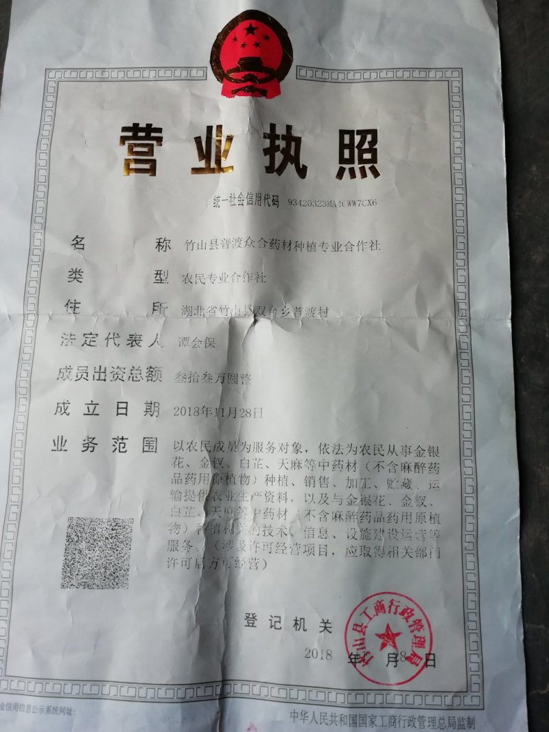 金丝皇菊茶